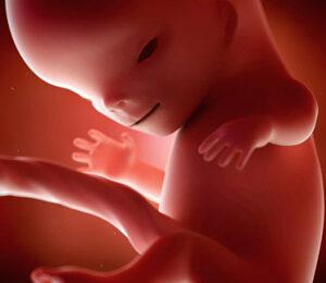 11 Semanas de gravidez – desenvolvimento fetal