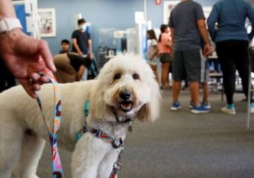 Conheça o Ollie, o cão que apoia crianças durante a toma da vacina contra a Covid-19