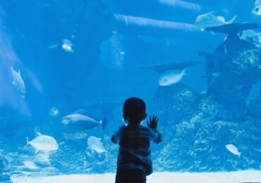 Oceanário de Lisboa com bilhetes a metade do preço